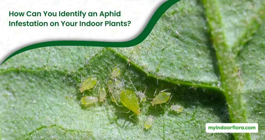 How Can You Identify an Aphid Infestation on Your Indoor Plants