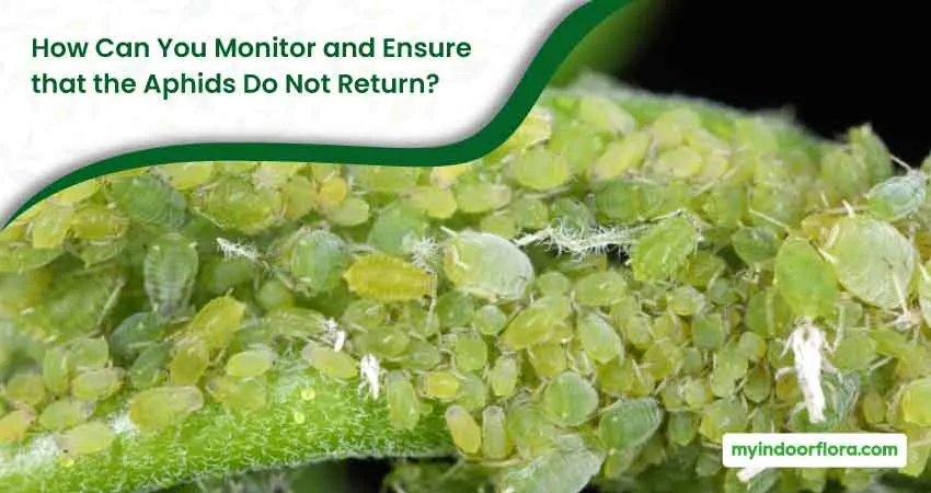 How Can You Monitor and Ensure that the Aphids Do Not Return