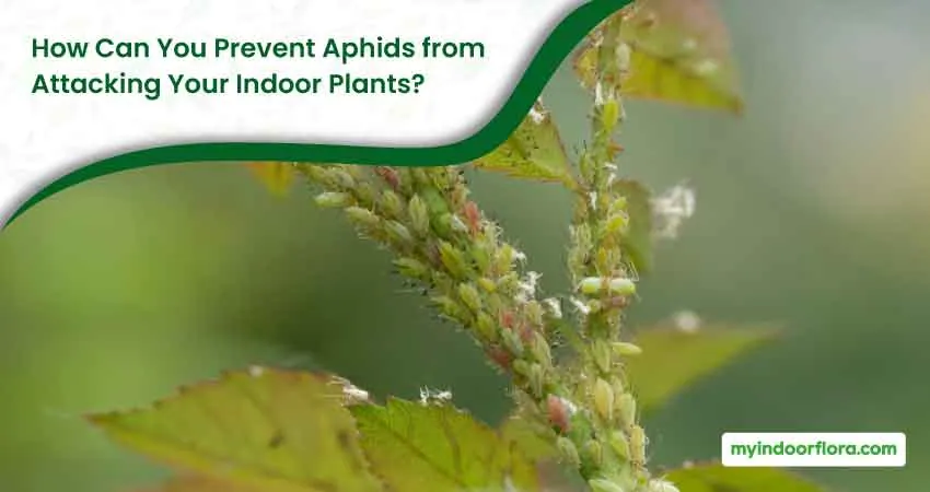 How Can You Prevent Aphids From Attacking Your Indoor Plants