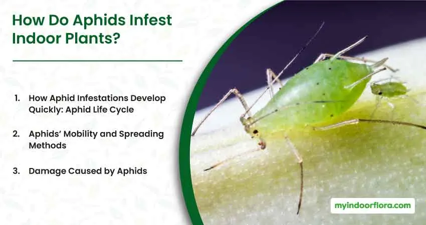 How Do Aphids Infest Indoor Plants