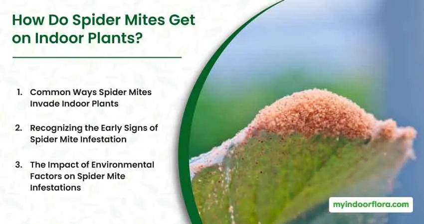 How Do Spider Mites Get on Indoor Plants