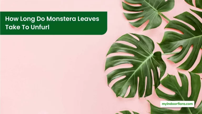 How Long Do Monstera Leaves Take To Unfurl