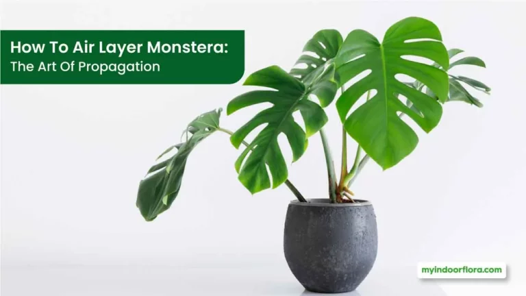How To Air Layer Monstera The Art Of Propagation
