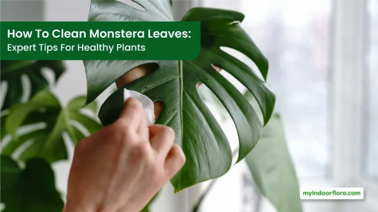 How To Clean Monstera Leaves Expert Tips For Healthy Plants