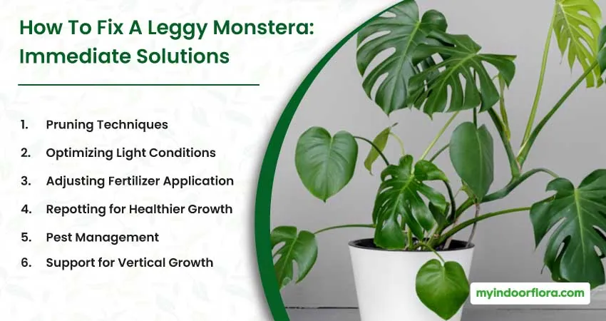 How To Fix A Leggy Monstera Immediate Solutions