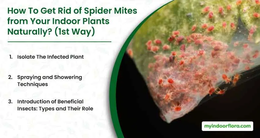 How To Get Rid Of Spider Mites From Your Indoor Plants Naturally 1St Way