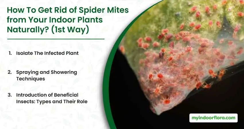 How To Get Rid of Spider Mites from Your Indoor Plants Naturally 1st Way