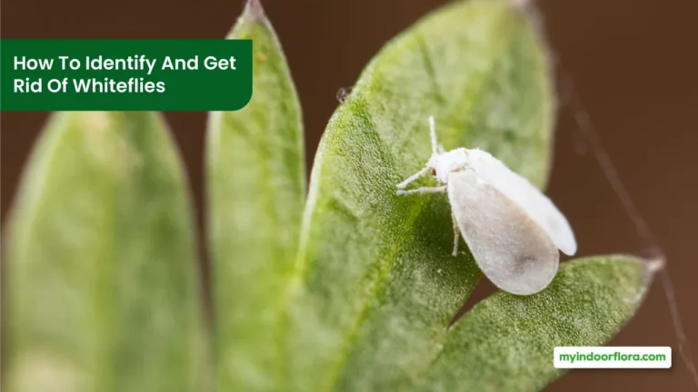 How To Identify And Get Rid Of Whiteflies