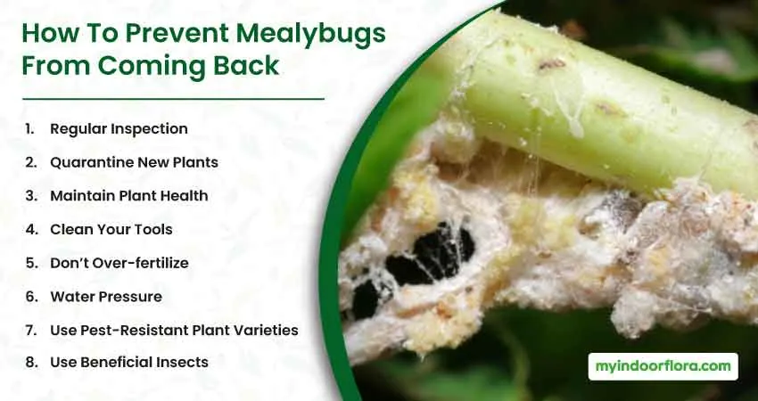 How To Prevent Mealybugs From Coming Back