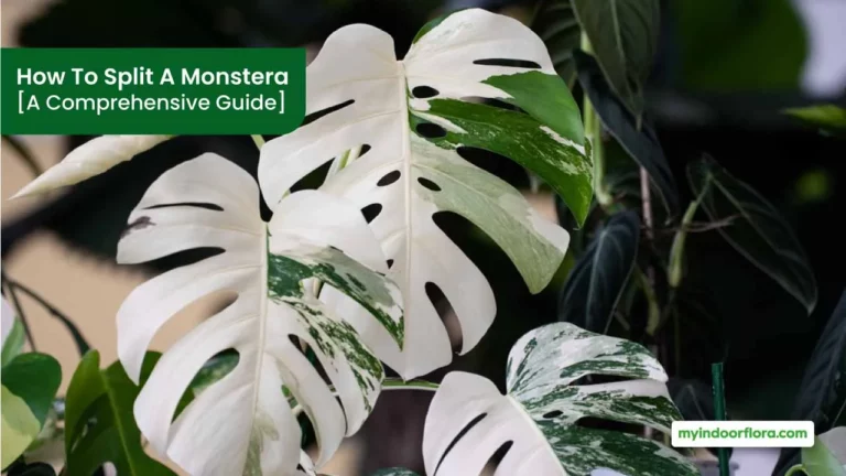 How To Split A Monstera