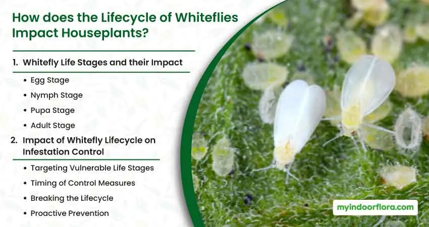 How does the Lifecycle of Whiteflies Impact Houseplants