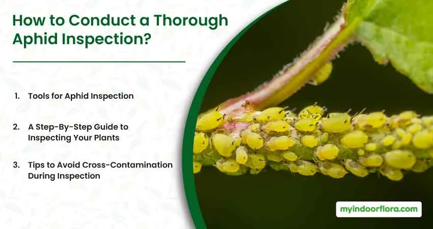 How To Conduct A Thorough Aphid Inspection