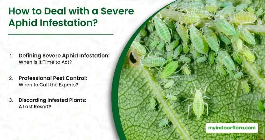 How To Deal With A Severe Aphid Infestation