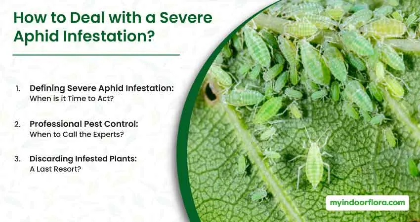 How to Deal with a Severe Aphid Infestation