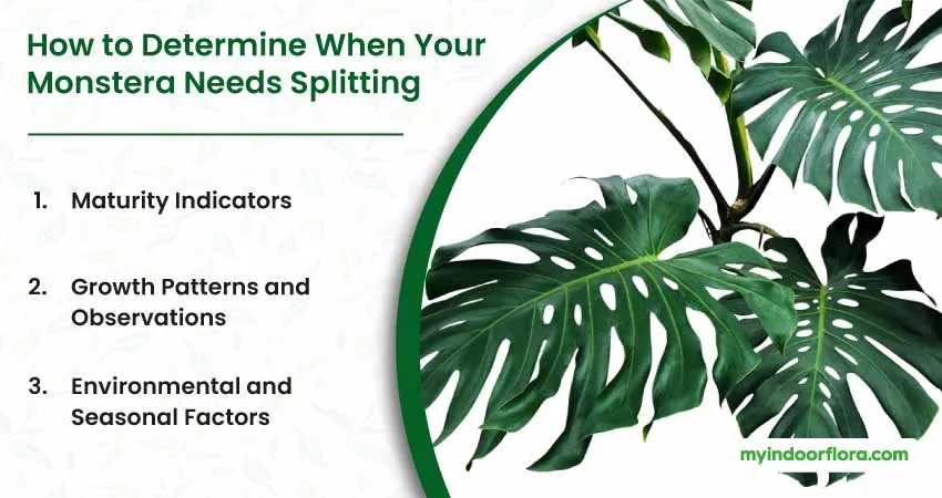 How To Determine When Your Monstera Needs Splitting
