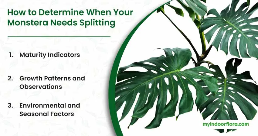 How to Determine When Your Monstera Needs Splitting