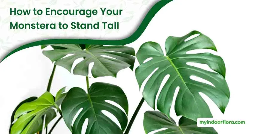 How to Encourage Your Monstera to Stand Tall