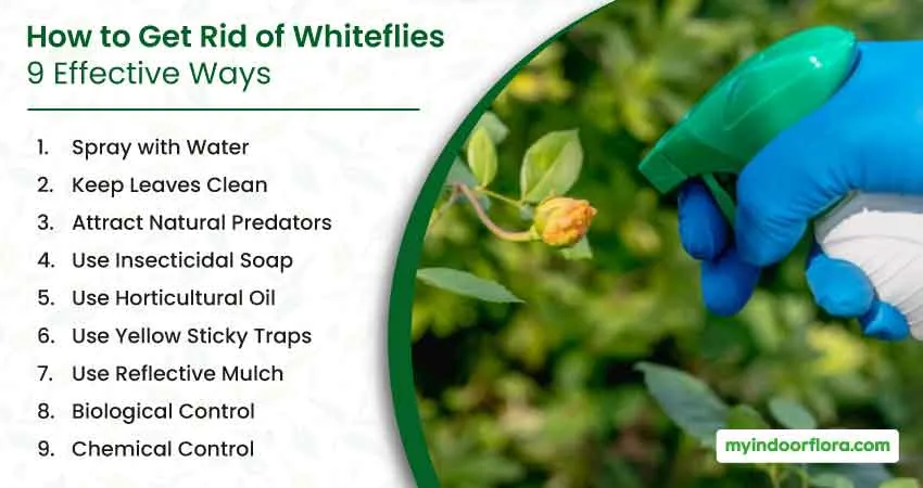 How To Get Rid Of Whiteflies 9 Effective Ways