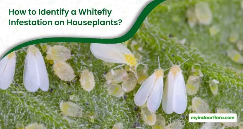 How To Identify A Whitefly Infestation On Houseplants