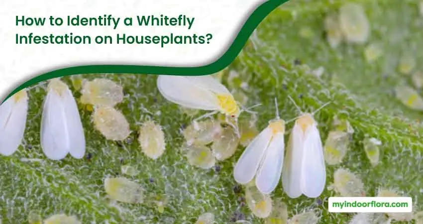 How to Identify a Whitefly Infestation on Houseplants