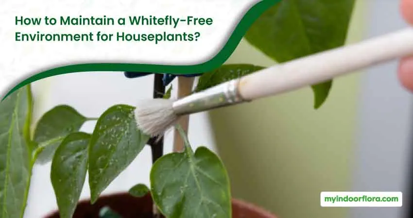 How To Maintain A Whitefly Free Environment For Houseplants