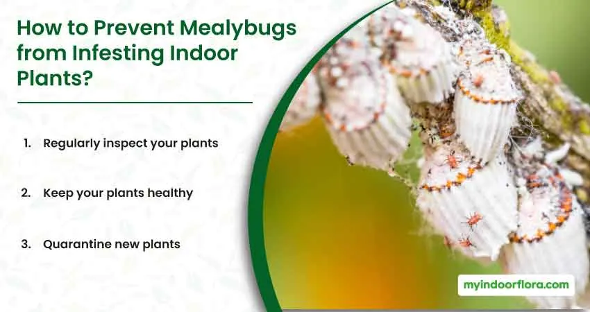 How to Prevent Mealybugs from Infesting Indoor Plants