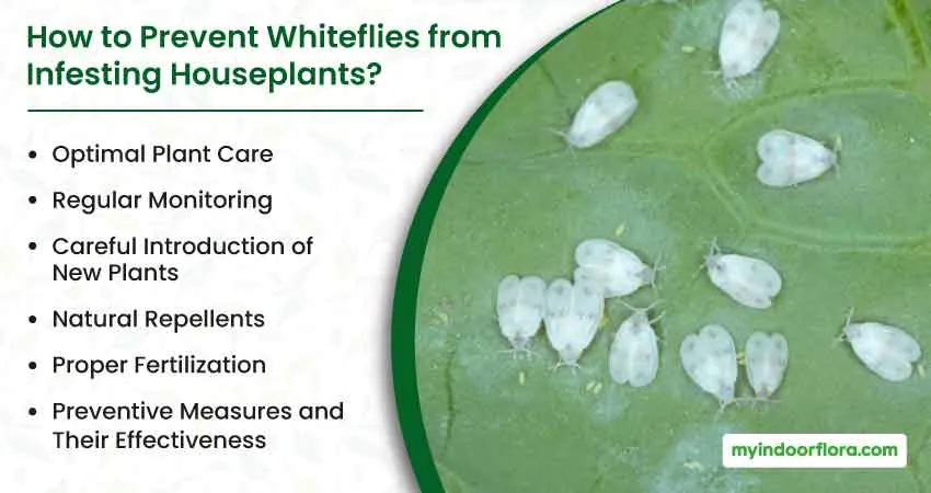 How to Prevent Whiteflies from Infesting Houseplants