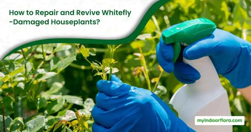 How to Repair and Revive Whitefly Damaged Houseplants
