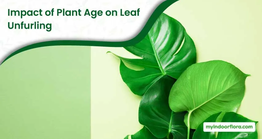 Impact of Plant Age on Leaf Unfurling