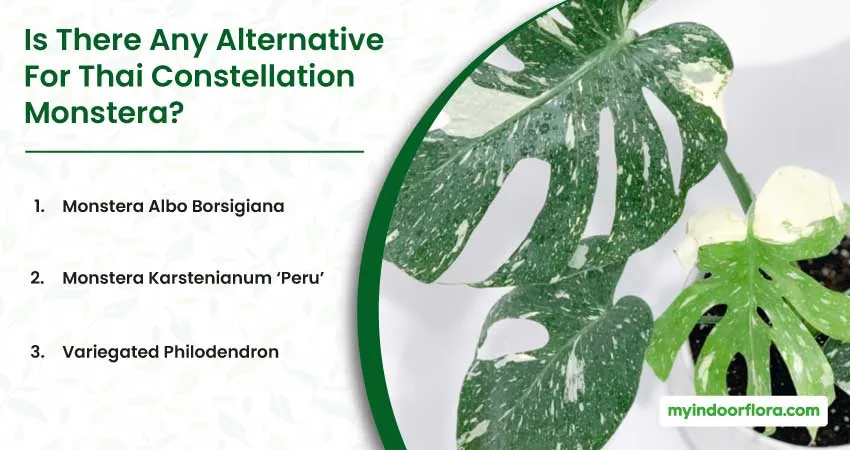 Is There Any Alternative For Thai Constellation Monstera