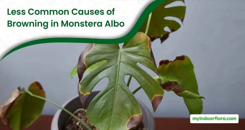 Less Common Causes Of Browning In Monstera Albo