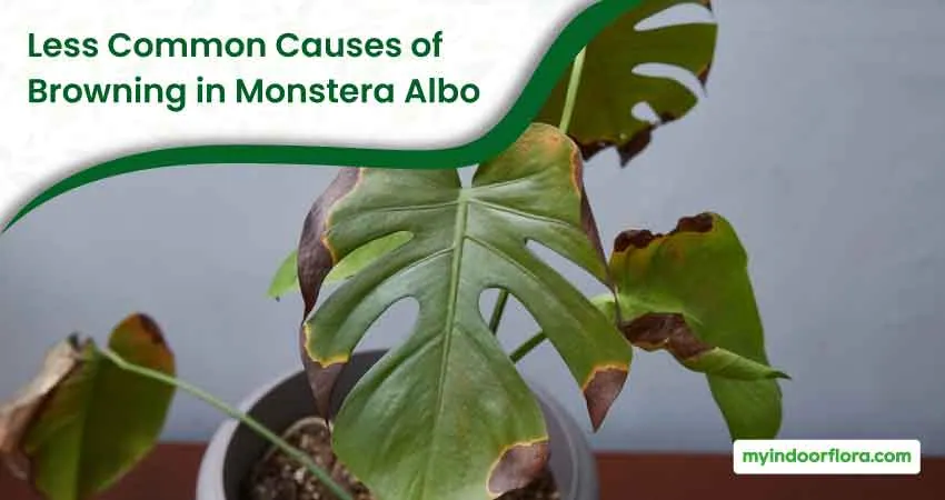 Less Common Causes of Browning in Monstera Albo