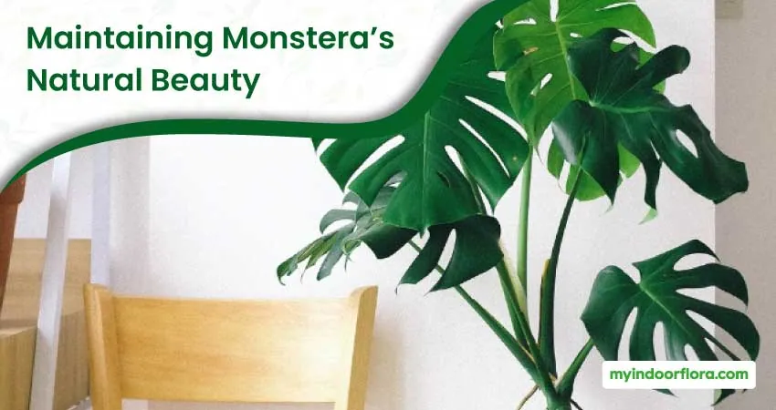 Maintaining Monsteras Natural Beauty
