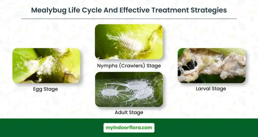 Mealybug Life Cycle And Effective Treatment Strategies