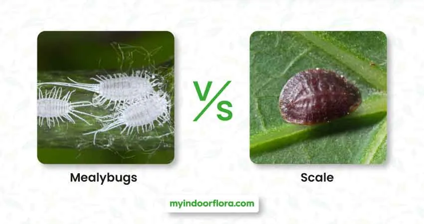 Mealybugs Vs. Scale