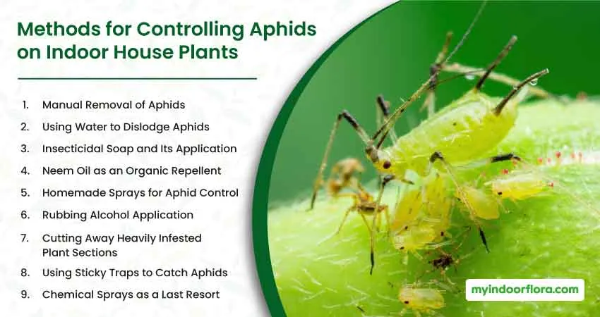 Methods for Controlling Aphids on Indoor House Plants