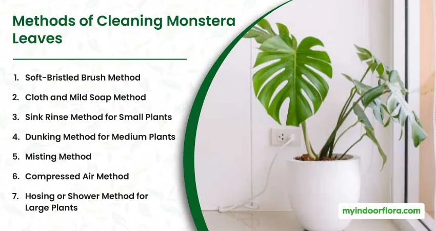 Methods of Cleaning Monstera Leaves