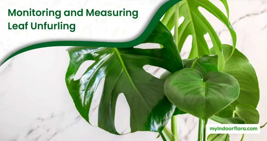 Monitoring and Measuring Leaf Unfurling