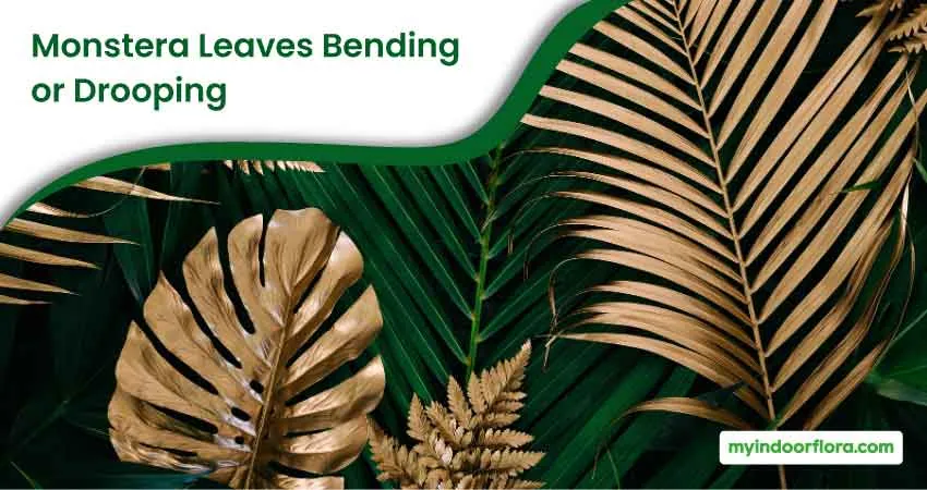 Monstera Leaves Bending Or Drooping