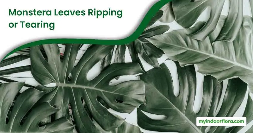 Monstera Leaves Ripping Or Tearing