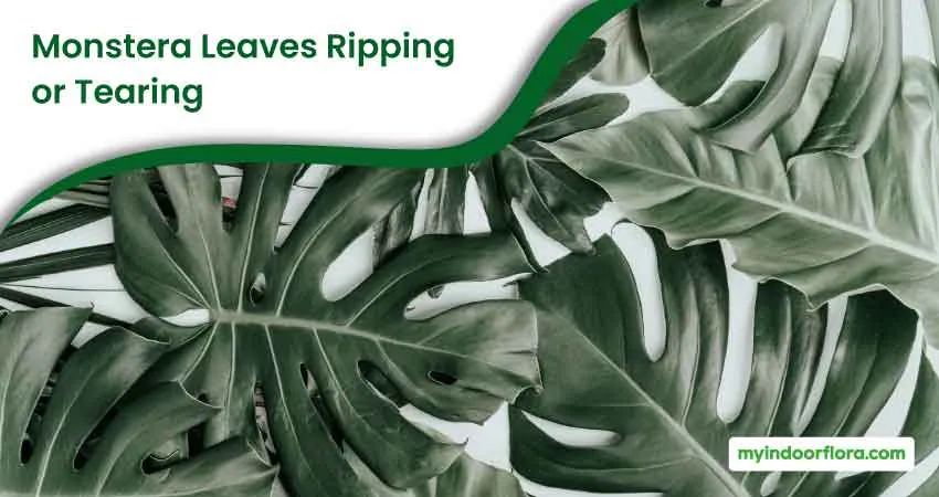 Monstera Leaves Ripping or Tearing