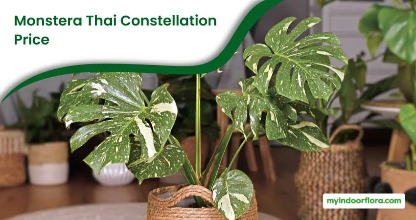 Monstera Thai Constellation Price