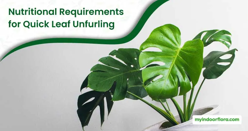 Nutritional Requirements For Quick Leaf Unfurling