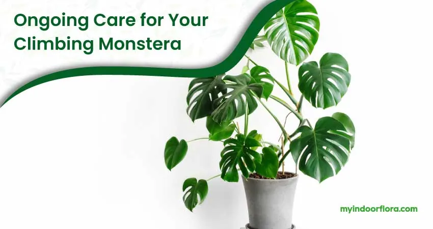 Ongoing Care For Your Climbing Monstera