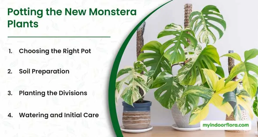 Potting the New Monstera Plants