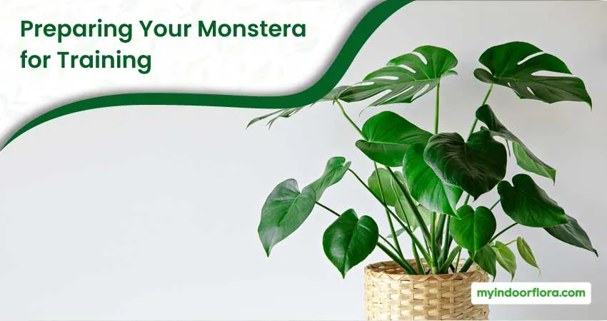 Preparing Your Monstera for Training