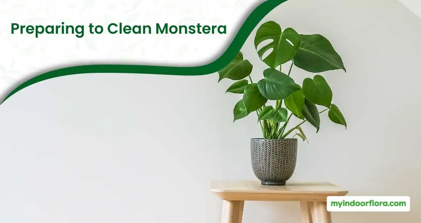 Preparing To Clean Monstera