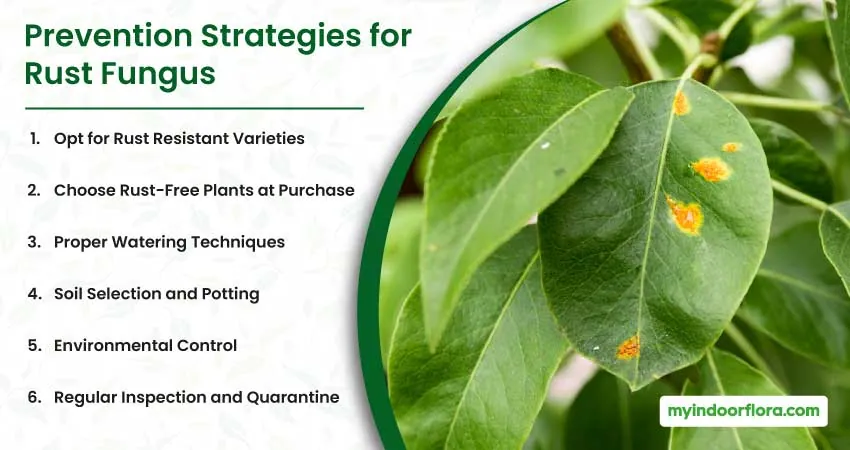 Prevention Strategies For Rust Fungus