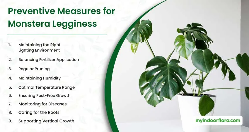 Preventive Measures for Monstera Legginess