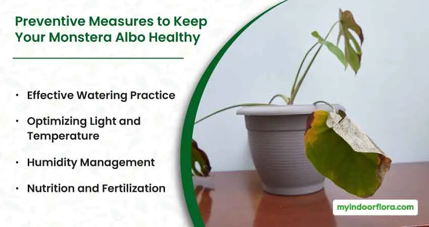 Preventive Measures To Keep Your Monstera Albo Healthy